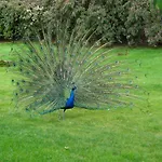 Gli Oleandri Bed & Breakfast 4*