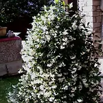 Gli Oleandri Stresa