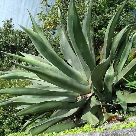 Gli Oleandri 住宿加早餐酒店