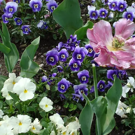 Gli Oleandri 3* 斯特雷萨