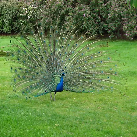 Gli Oleandri Bed and Breakfast 3*