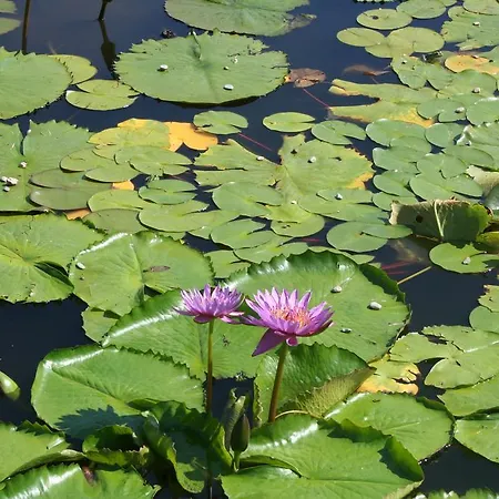 Gli Oleandri 斯特雷萨