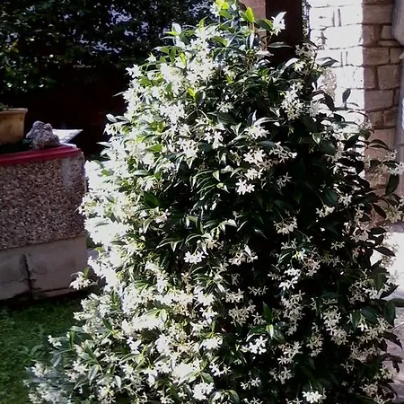 Gli Oleandri Στρέσα