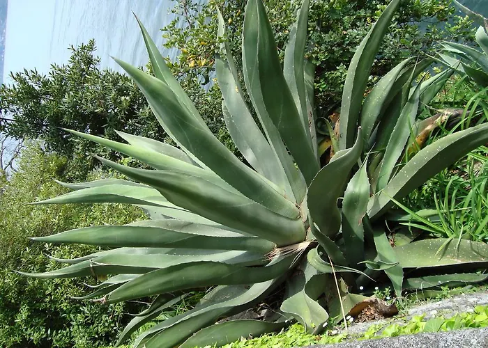 Gli Oleandri Отель типа 