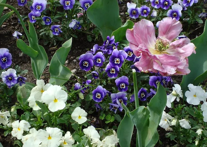 Gli Oleandri 4* Стреза