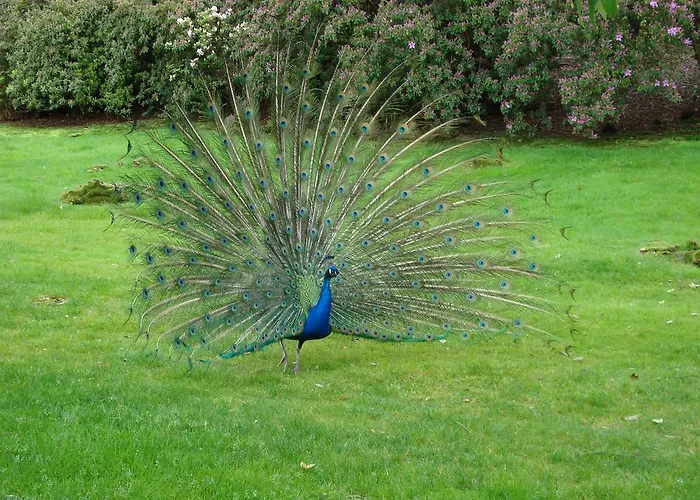 Gli Oleandri Готель типу 