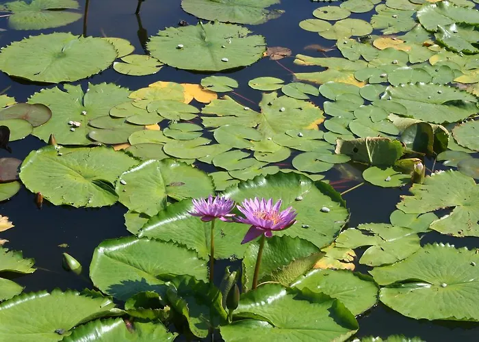 Gli Oleandri Стреза