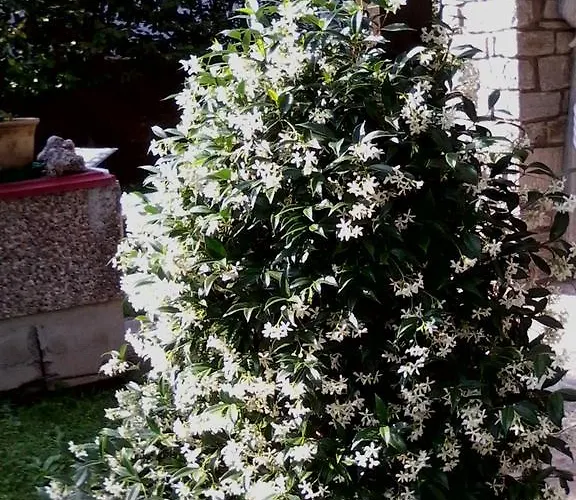 Gli Oleandri Стреза